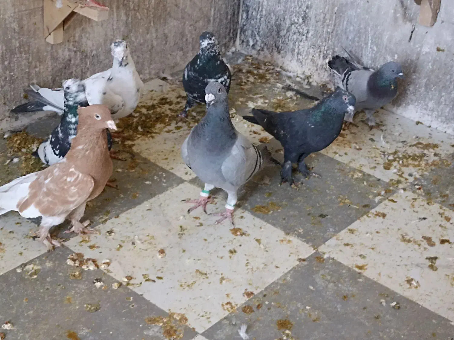 کفتر گرفتنی|پرنده|شیراز, تل حسین‌آباد|دیوار