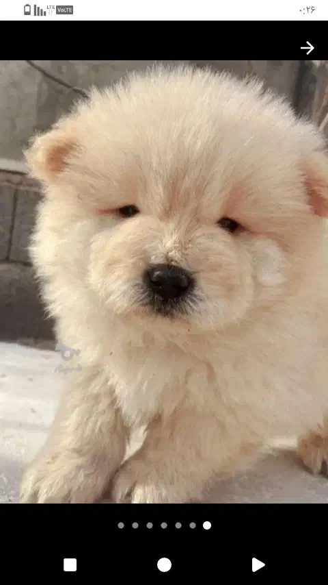 سگ چاوچاو|سگ|رشت, صفاری|دیوار