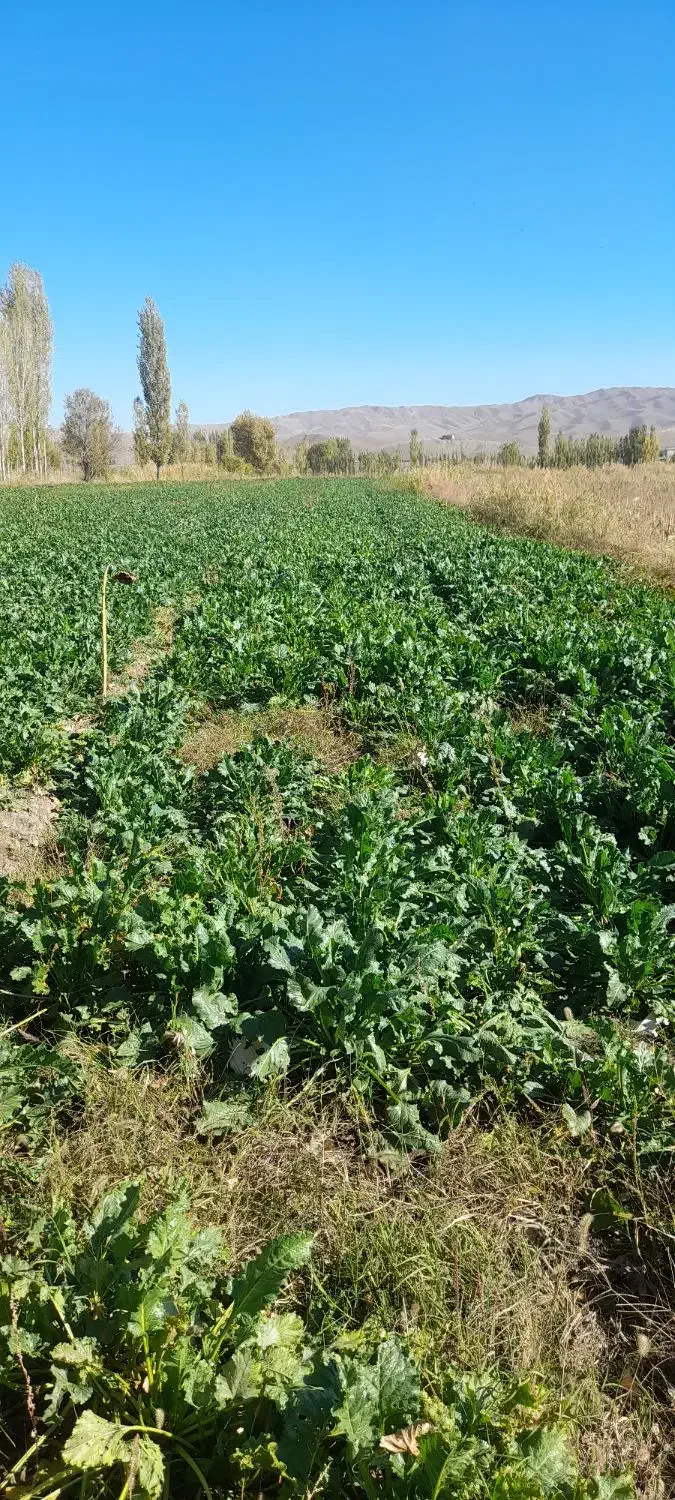 زمین زراعی|فروش دفتر صنعتی، کشاورزی، تجاری|خوی, |دیوار