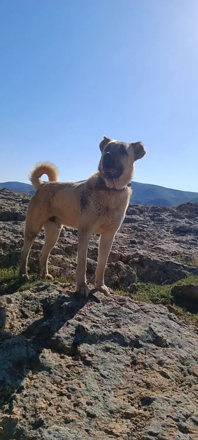 سگ سرابی نر|سگ|زنجان, |دیوار