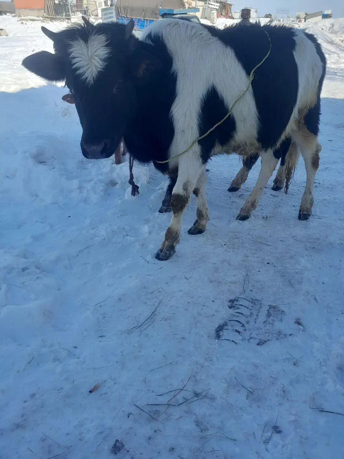 گوساله نر ۴عدد|حیوانات مزرعه|اردبیل, |دیوار