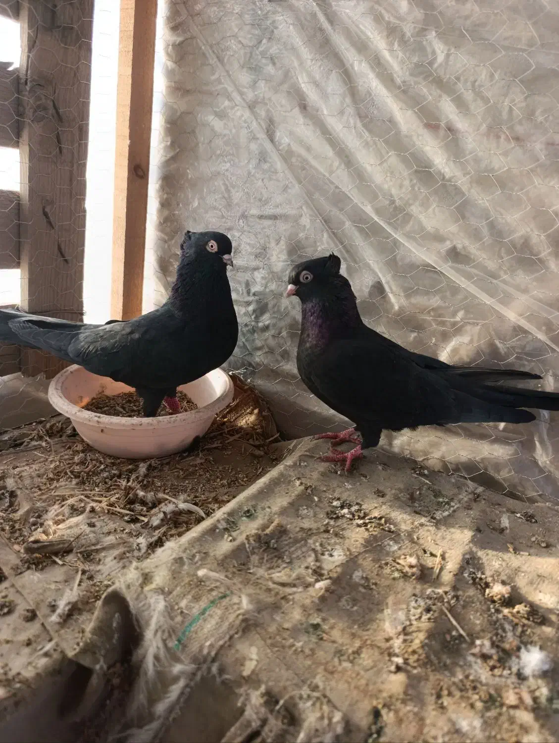 کبوتر ۶تا|پرنده|سنندج, |دیوار