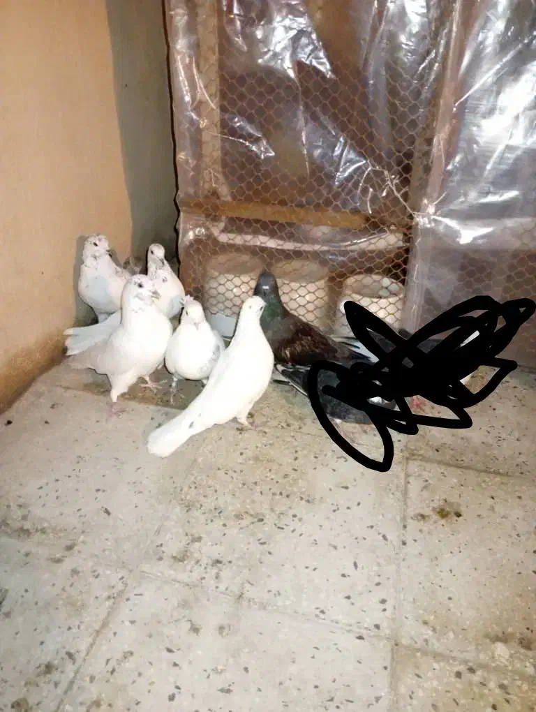 کبوتر ۶ تا یکجایی|پرنده|پاکدشت, پاکدشت (مامازند)|دیوار