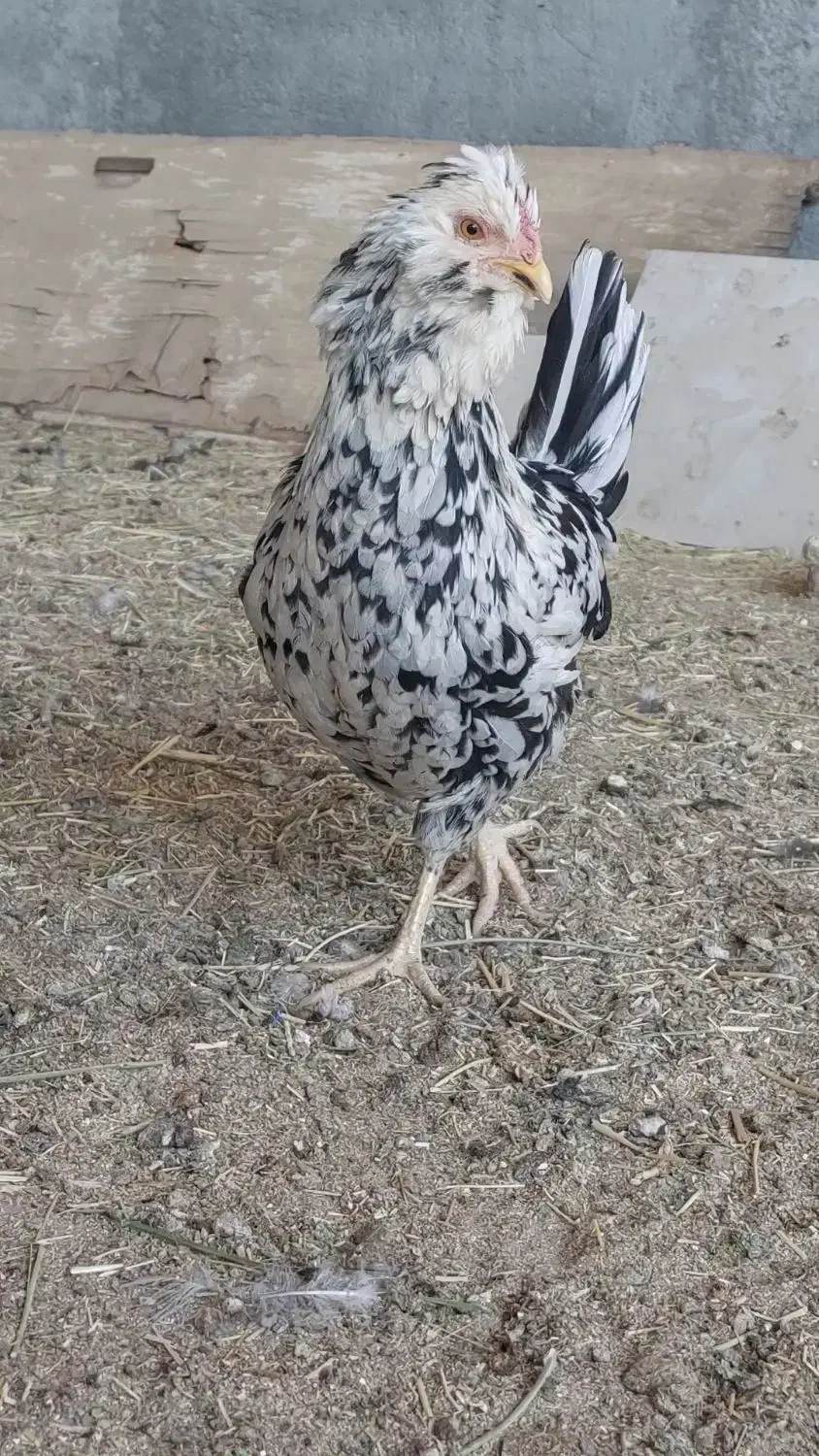 گلین نیمچه و بالغ|حیوانات مزرعه|شهرکرد, |دیوار