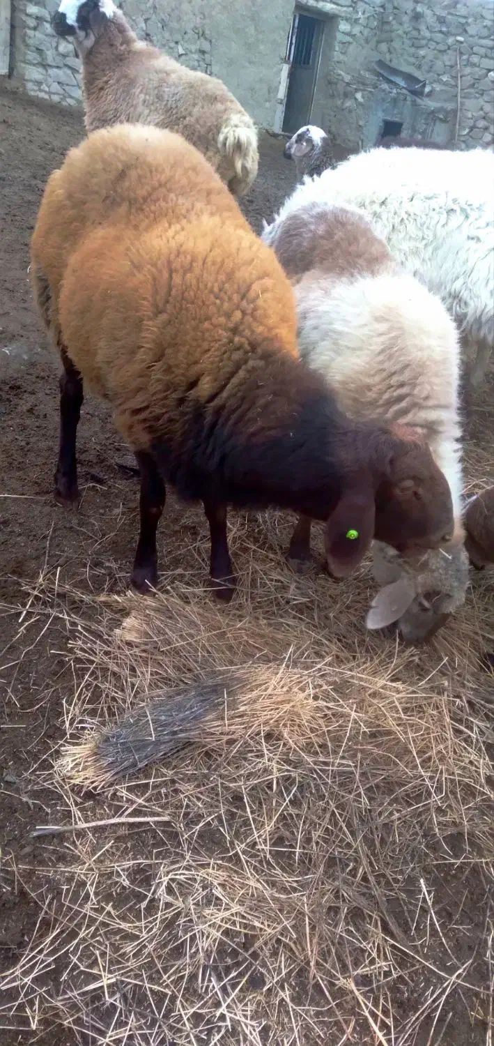 قوچ|حیوانات مزرعه|گرمخان, |دیوار