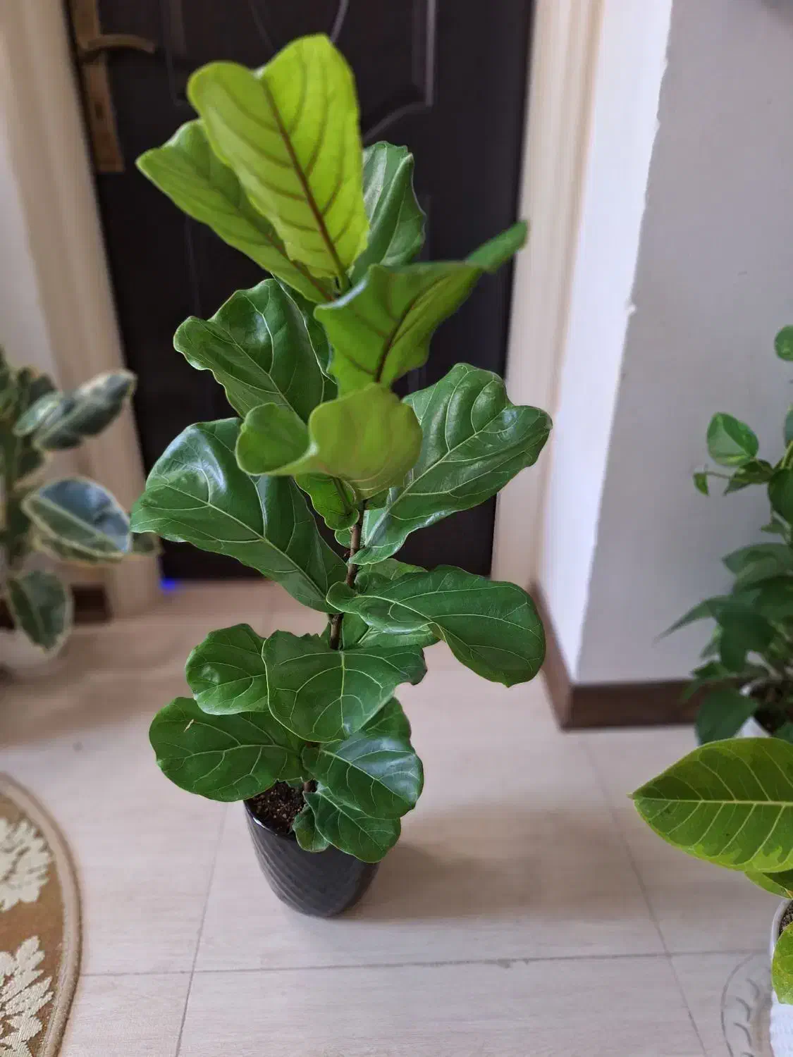 فیکوس لیراتا با گلدان سفالی مشکی|گل و گیاه طبیعی|شاهینشهر, نسیم ۵|دیوار