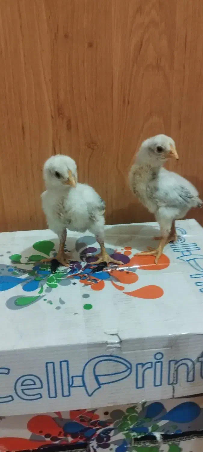 جوجه لاری نژاد اصیل|حیوانات مزرعه|جویم, |دیوار