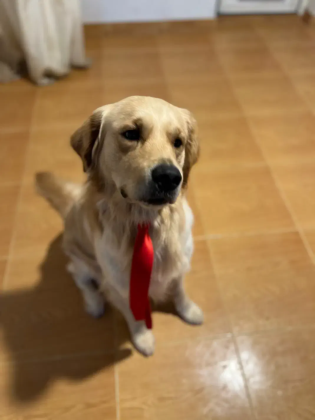 گلدن رتریور اصیل وارداتی با تخفیف|سگ|آستارا, |دیوار