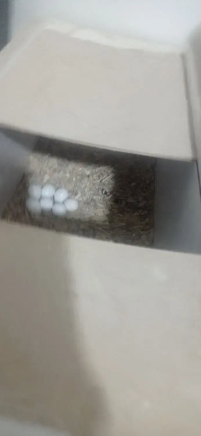 جفت عروس لوتینو|پرنده|سبزوار, کهنه آب|دیوار