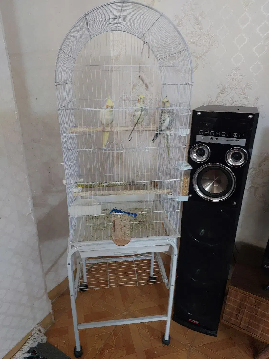 عروس هلندی با قفس|پرنده|تفت, |دیوار