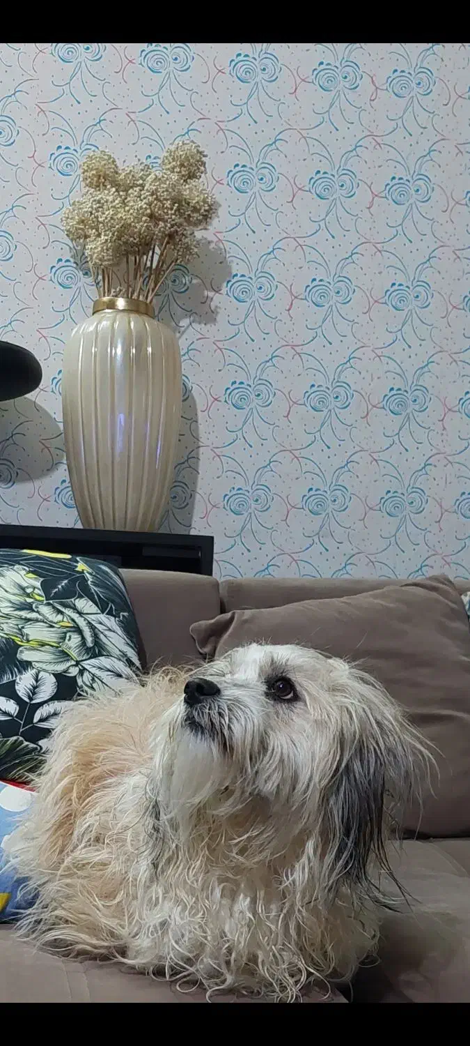 شیتزو|سگ|مشهد, کوی ولیعصر|دیوار