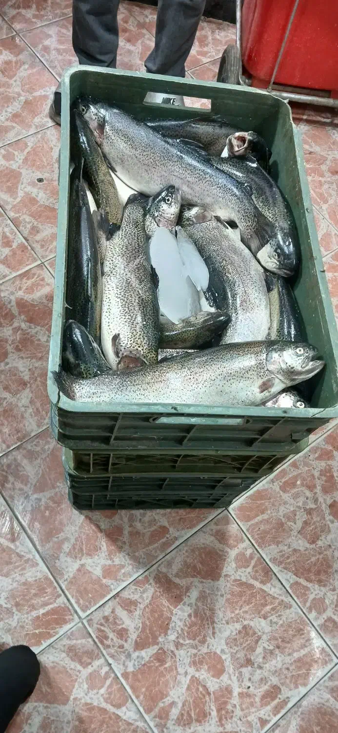 کالابرگ مرغ ماهی،بوقلمون۳۱۰،گوشت منجمد|خوردنی و آشامیدنی|ساوه, |دیوار