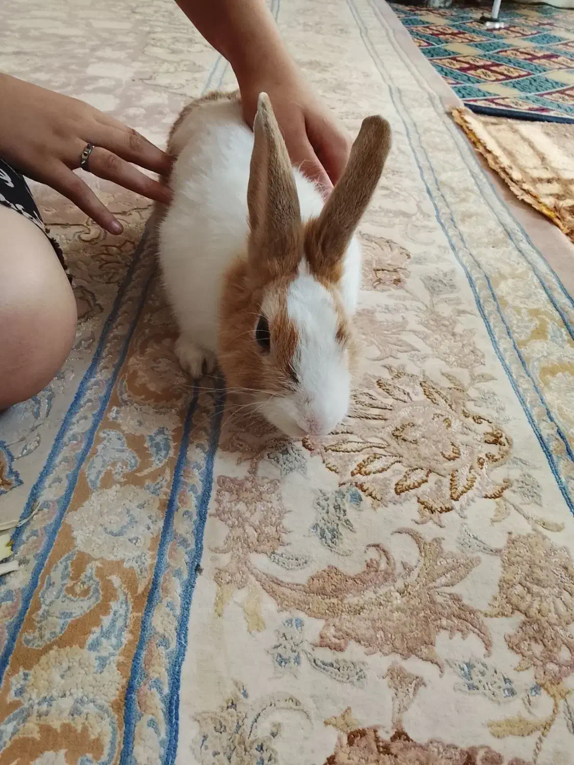 خرگوش|موش و خرگوش|تبریز, |دیوار