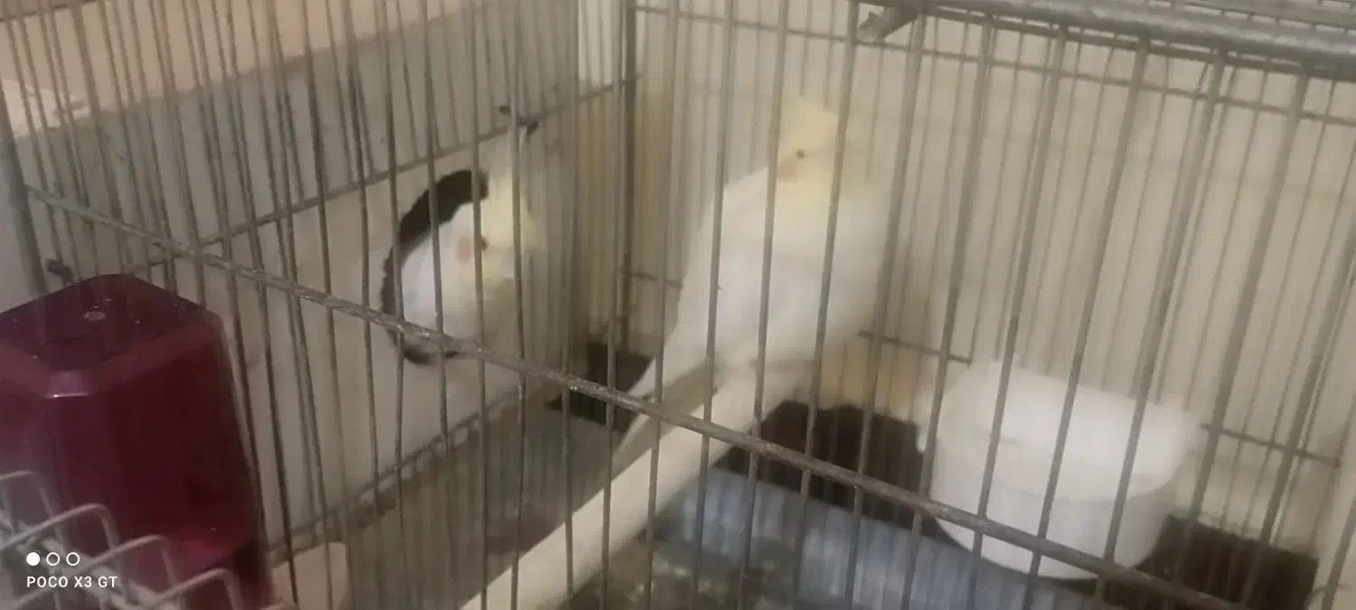 جفت عروس هلندی لوتینو|پرنده|شاهینشهر, کوی مهدیه|دیوار