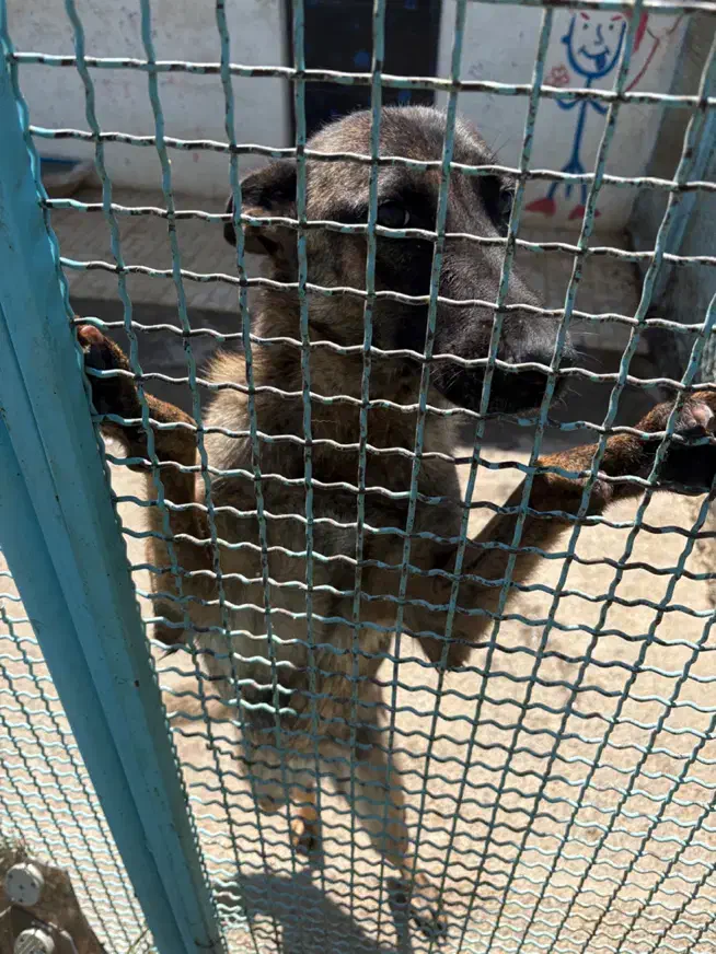 واگذاری سگ رایگان|سگ|تبریز, |دیوار