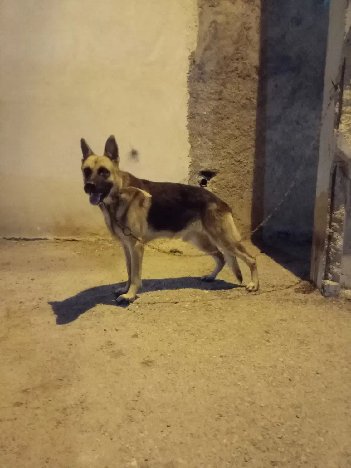 سگ ژرمن و دوبرمن|سگ|برازجان, |دیوار