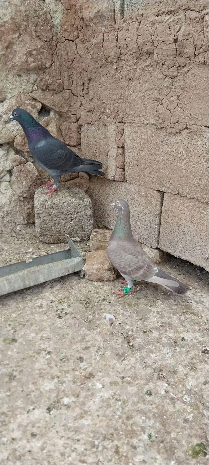 پرنده|پرنده|مسجد سلیمان, |دیوار