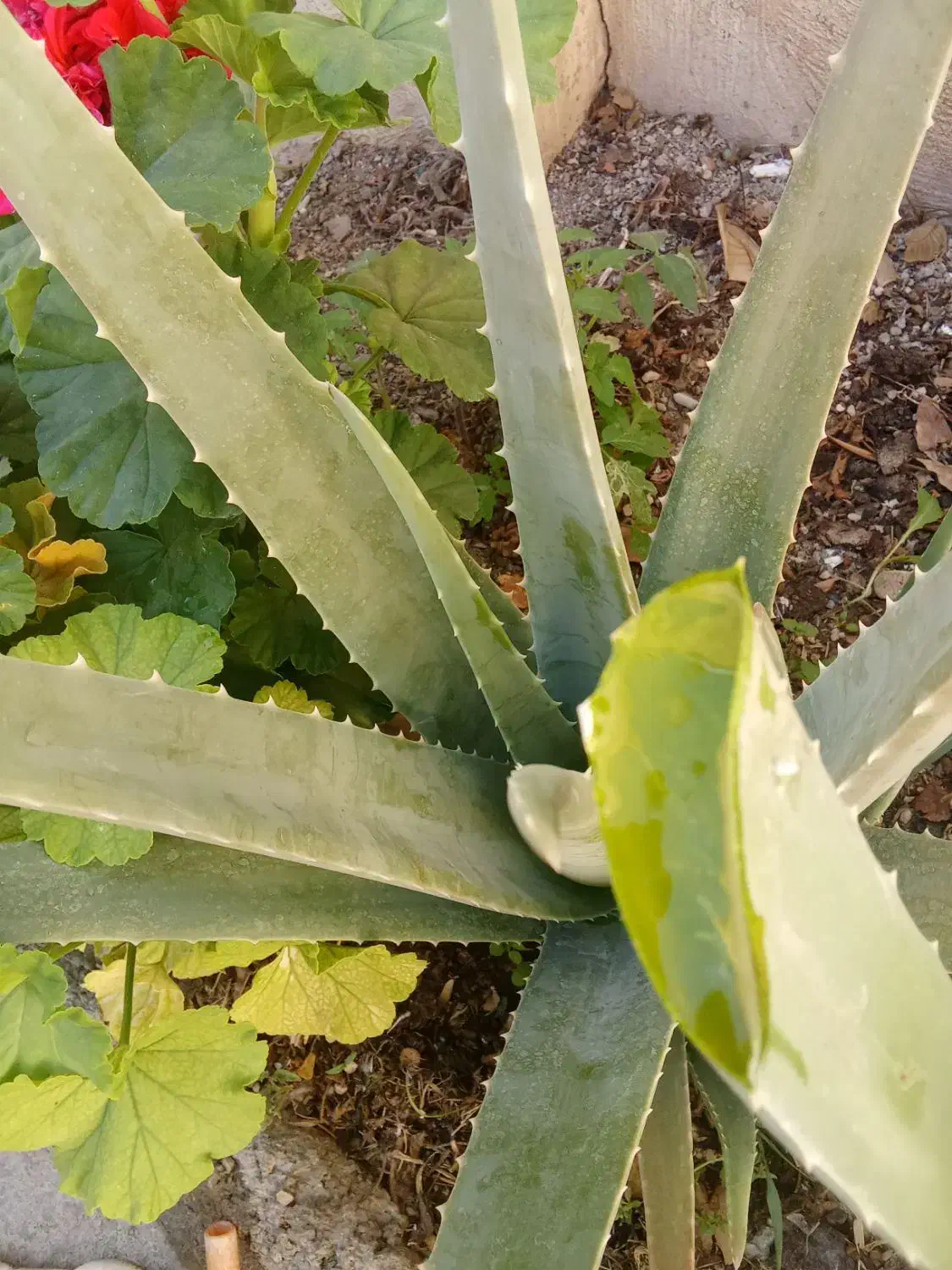 الوورا با برگهای سبز وسرحال و خاصیت درمانی|آرایشی، بهداشتی، درمانی|نهاوند, |دیوار