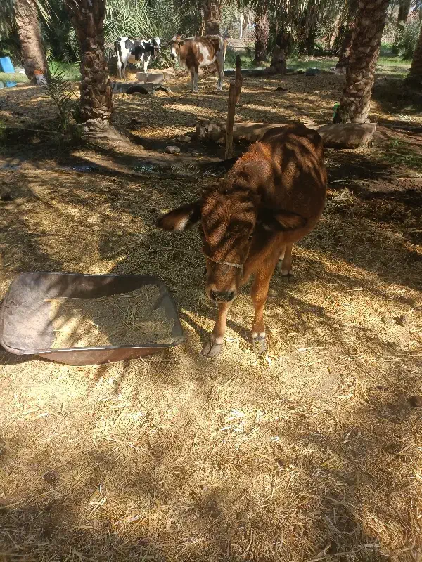 گوساله فروشی|حیوانات مزرعه|جازموریان, |دیوار