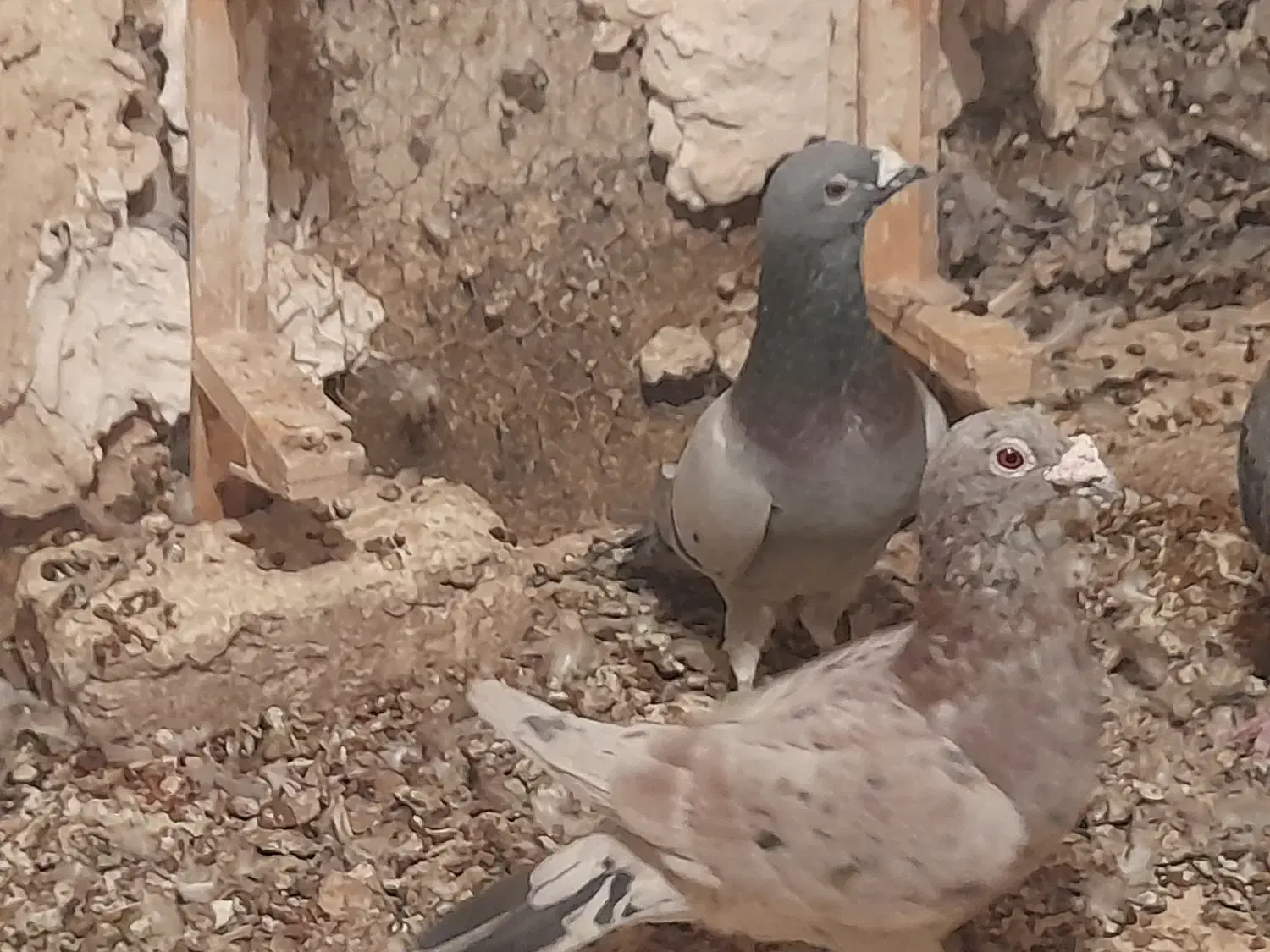 ۳ تا نر زرنگ و زد خوردی. فیض اباد|پرنده|مه ولات, |دیوار