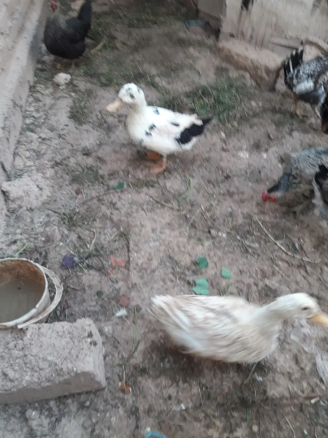 اردک|حیوانات مزرعه|امیدیه, |دیوار