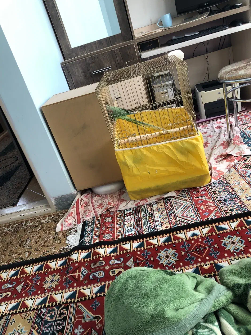 شاه طوطی|پرنده|ساوه, |دیوار