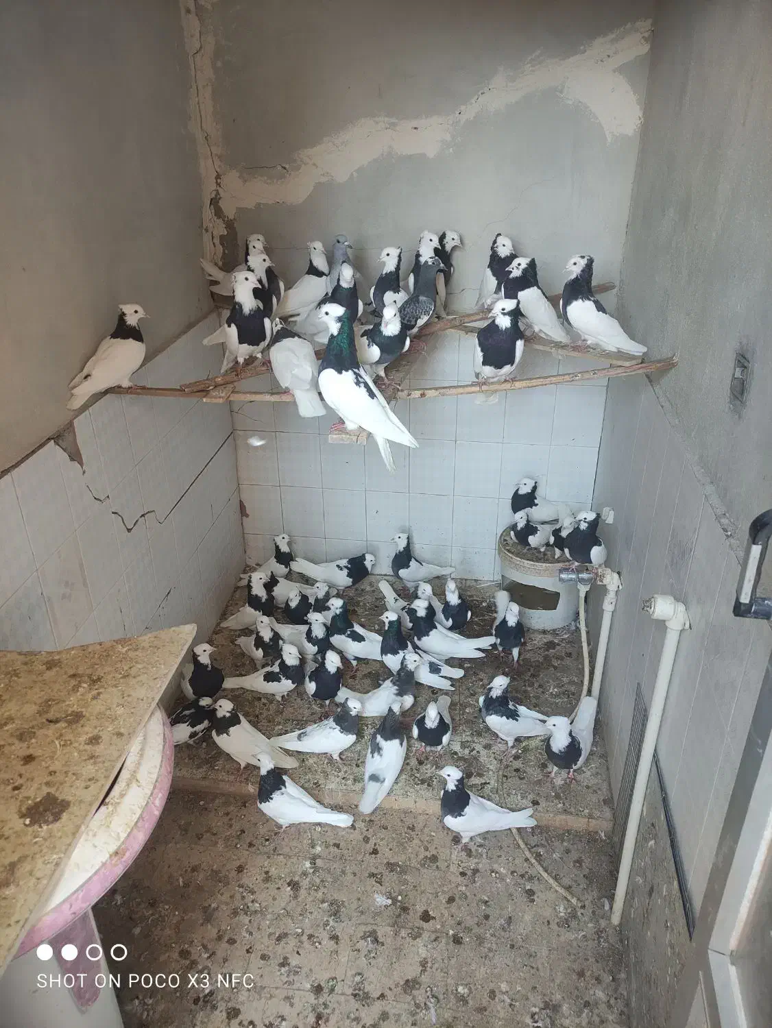 طوقی|پرنده|رفسنجان, |دیوار