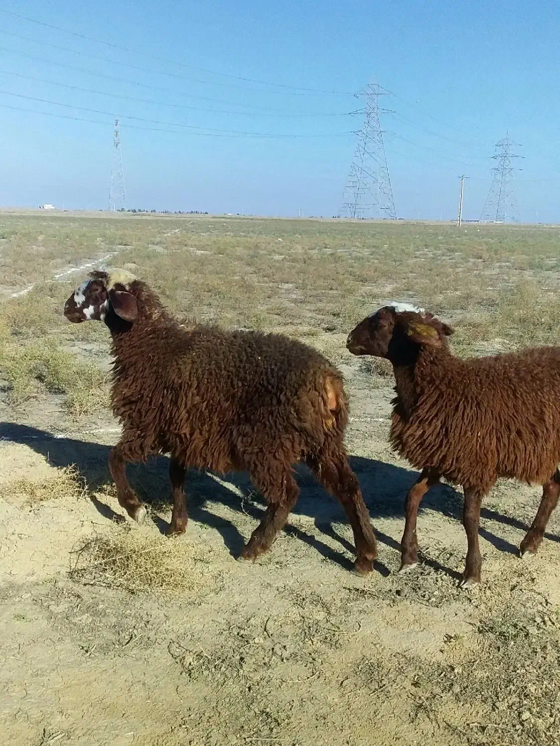 بره قرمز بختیاری ترکمنی درشت|حیوانات مزرعه|گنبد کاووس, |دیوار