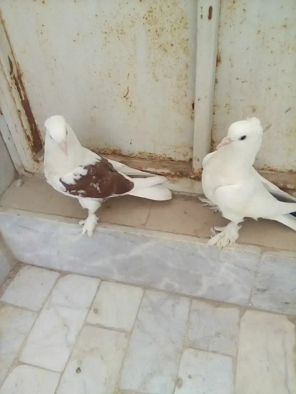 کفتر یاهو|پرنده|زارچ, |دیوار