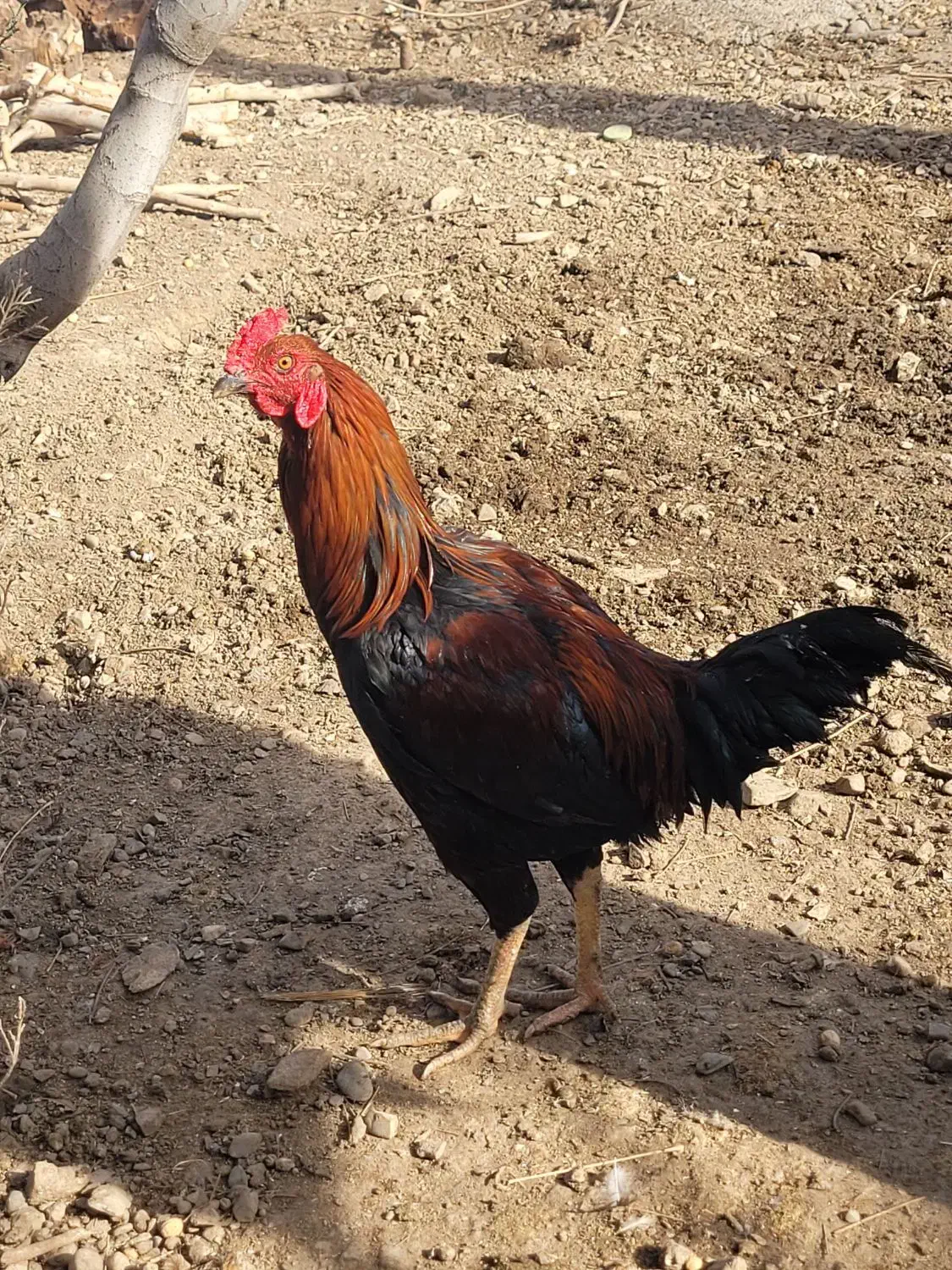 خروس|حیوانات مزرعه|کرج, حصارک بالا|دیوار