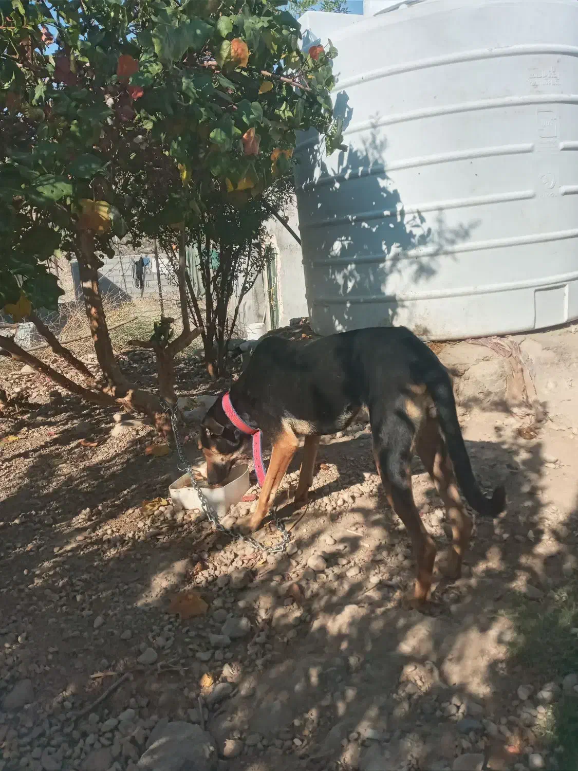 سگ جهت کشش|سگ|بندرعباس, |دیوار