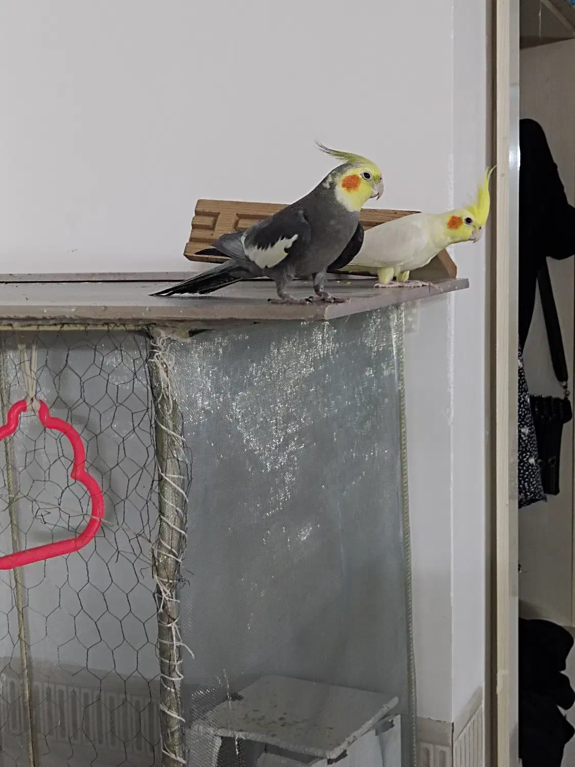 فروش عروس هلندی نر و ماده|پرنده|قوچان, |دیوار