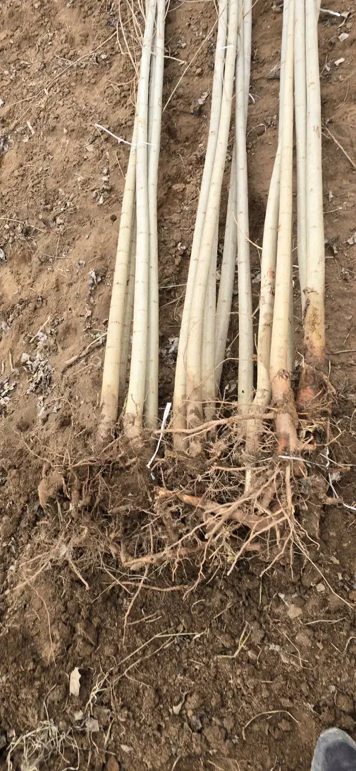 نهال صنوبر ممتاز و ریشه سالم|خدمات باغبانی و درختکاری|آستارا, |دیوار