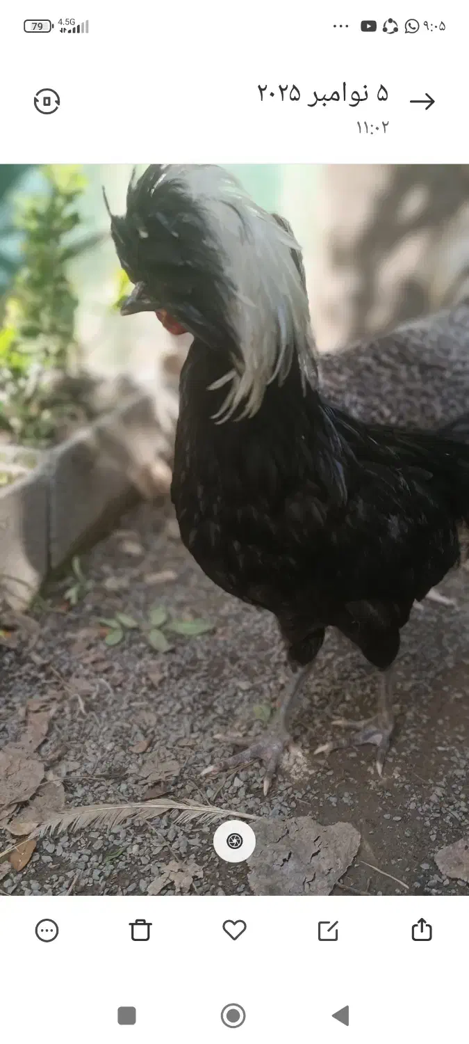 مرغ و خروس لهستانی|حیوانات مزرعه|امامزاده عبدالله, |دیوار