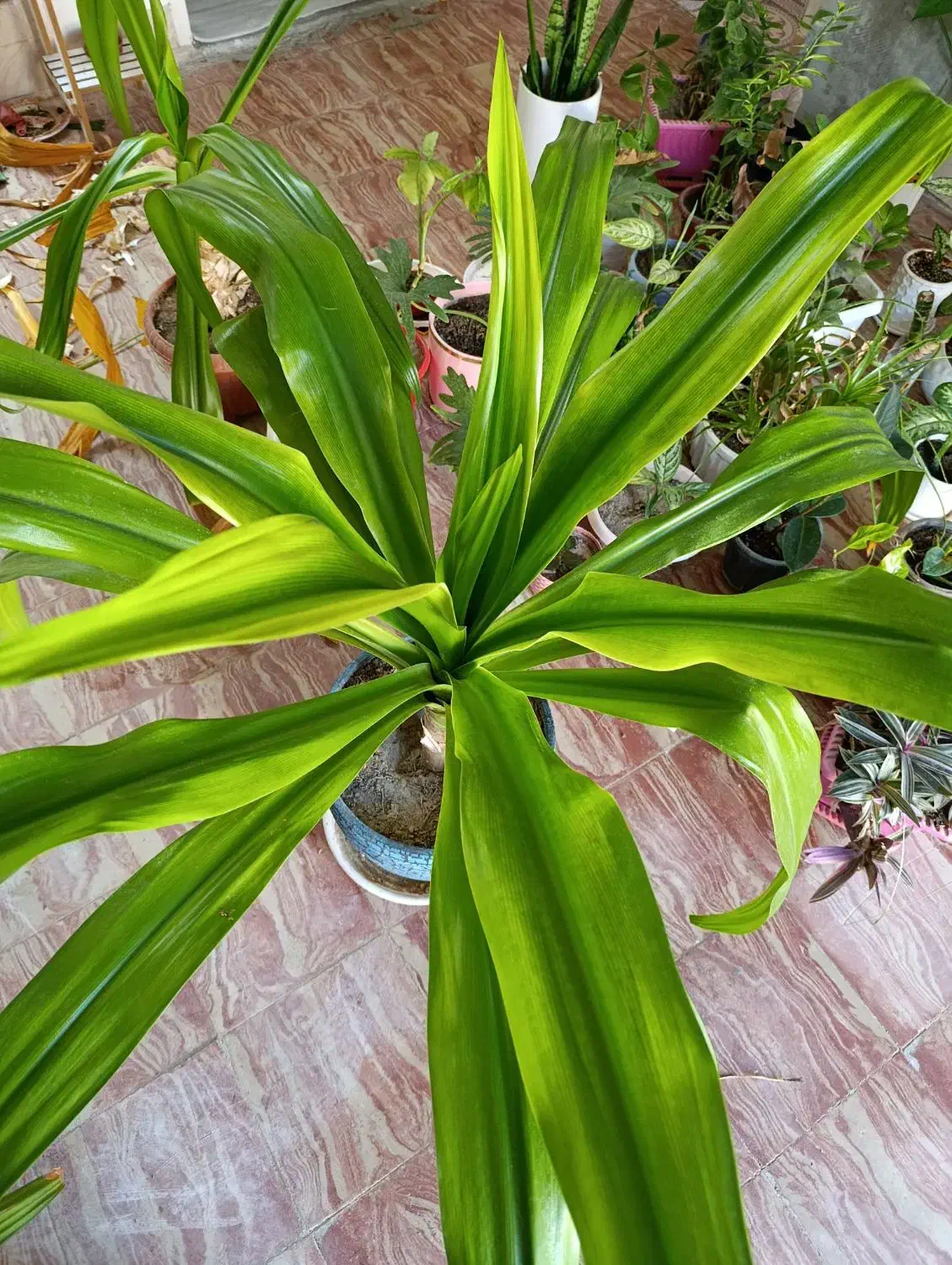 گل ذرتی|گل و گیاه طبیعی|داراب, |دیوار