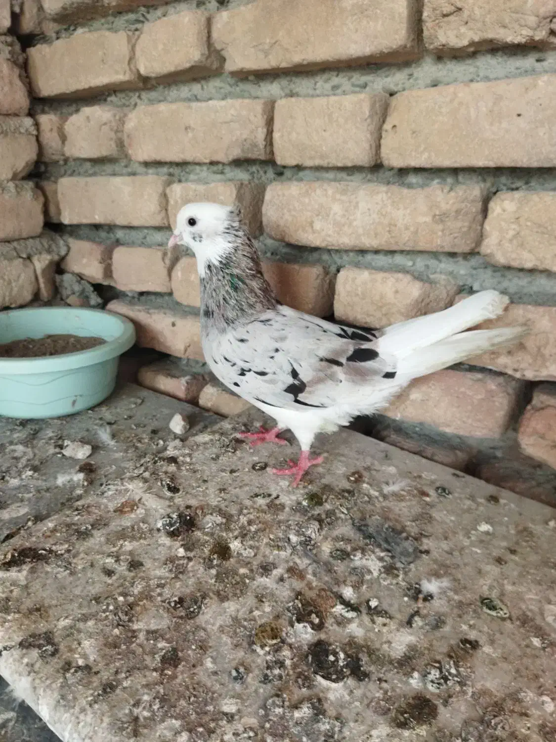 کبوتر سرور|پرنده|گمیشان, |دیوار