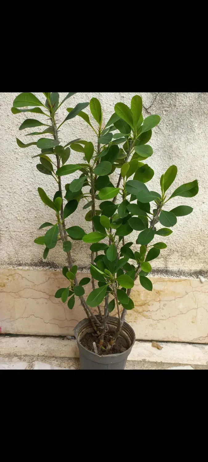 گل پدیلانتوس|گل و گیاه طبیعی|رشت, پارک شهر|دیوار