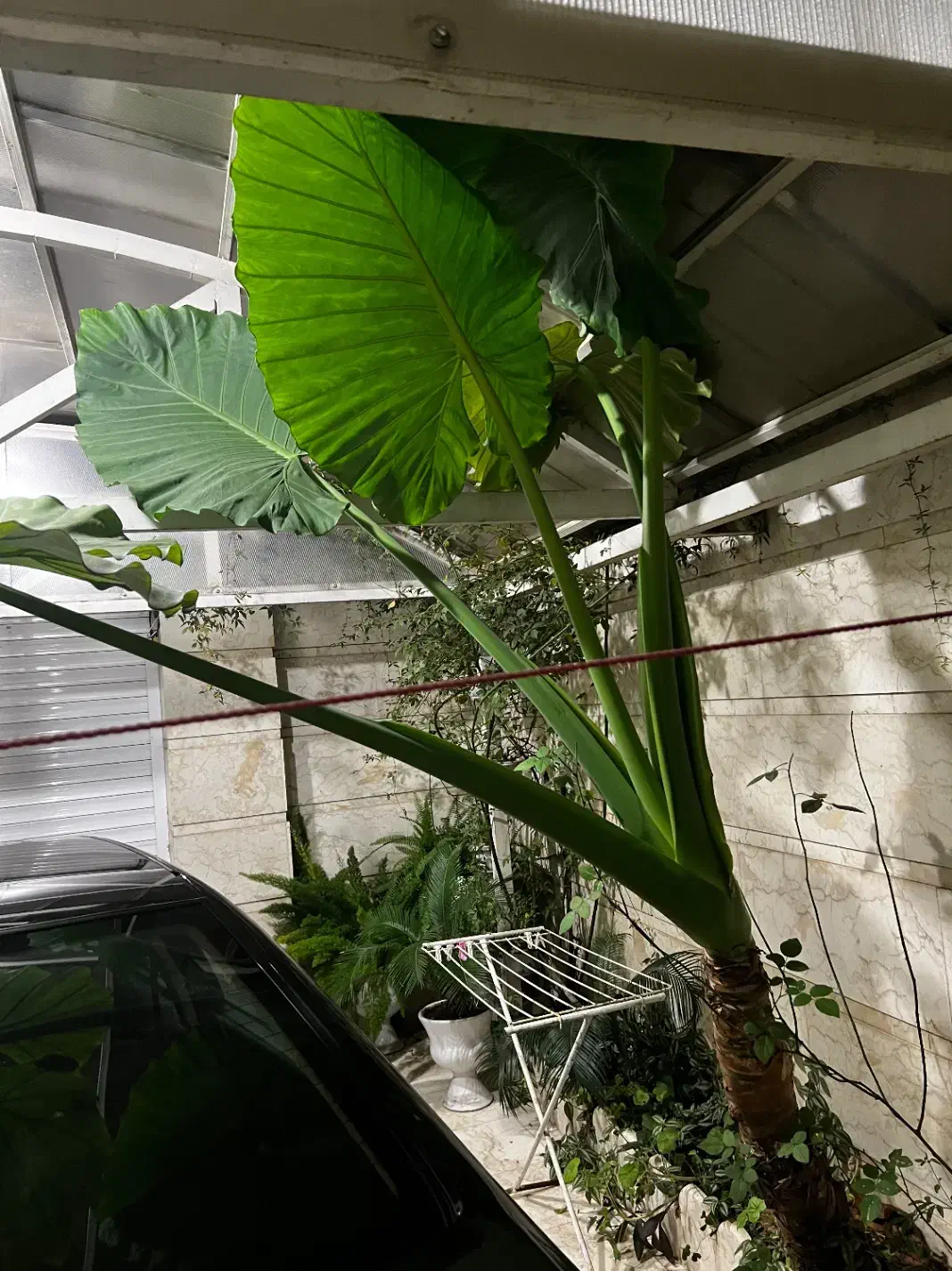 گل بابا ادم|گل و گیاه طبیعی|آستانه اشرفیه, |دیوار