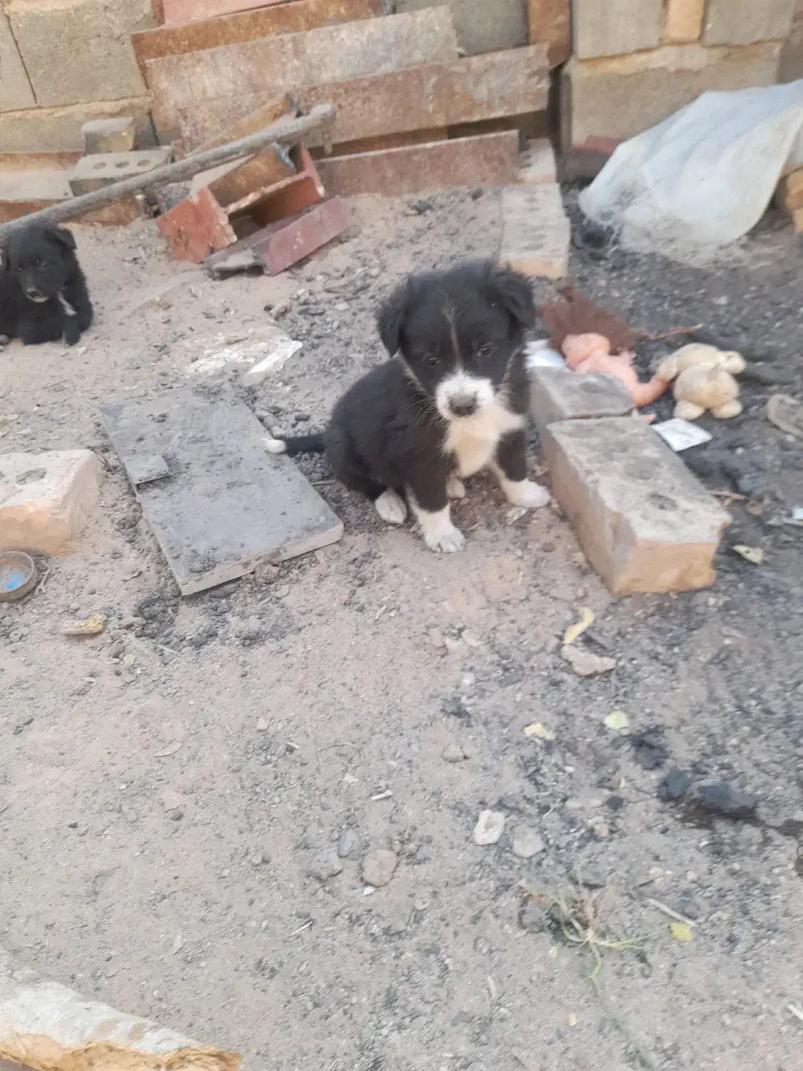 پاپی آماده فروش|سگ|تربت جام, خیرآباد|دیوار