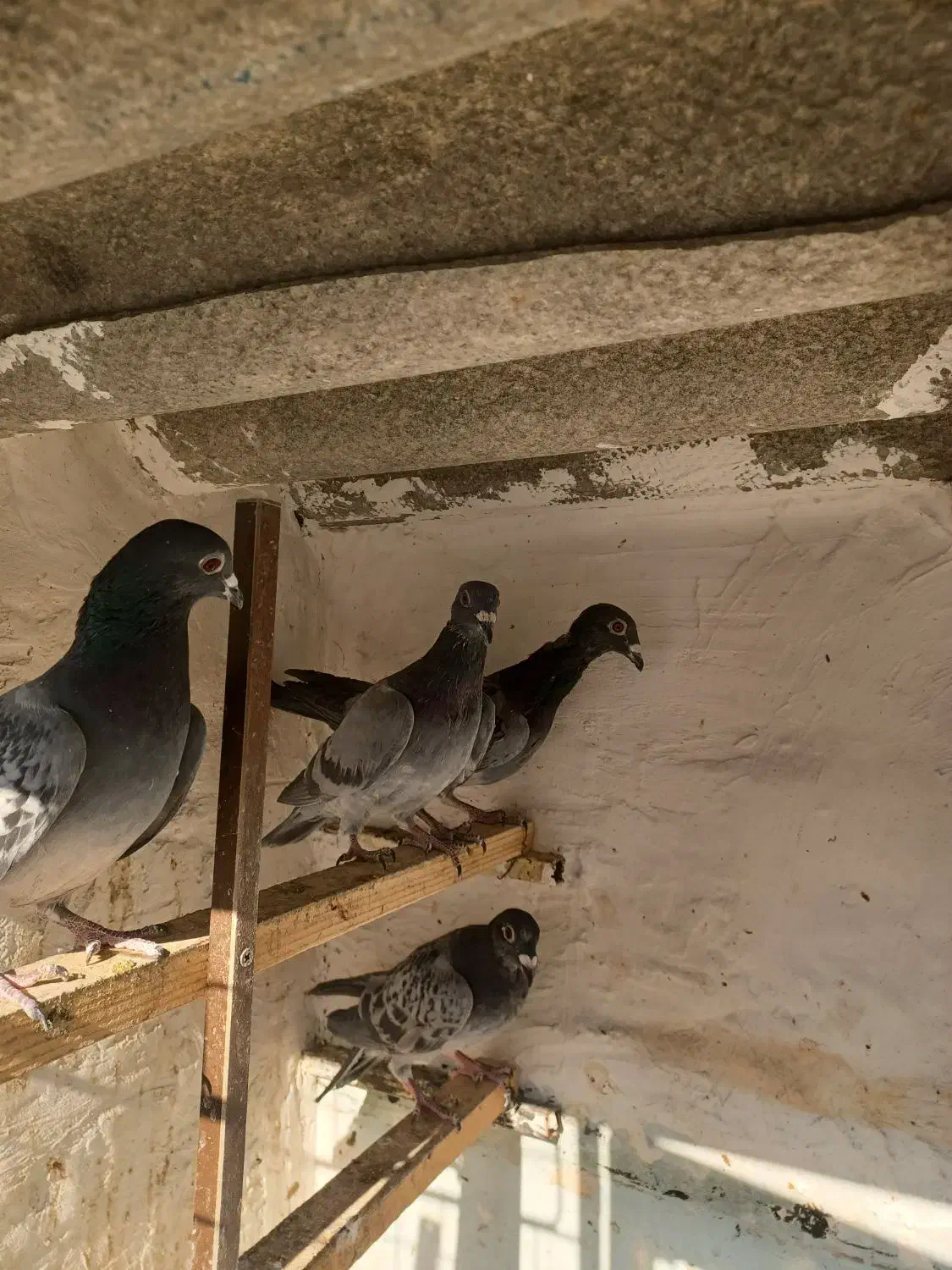 ۸عدد کفتر المانی ماده ۲عددسرکه ای ماده|پرنده|تهران, شیوا|دیوار