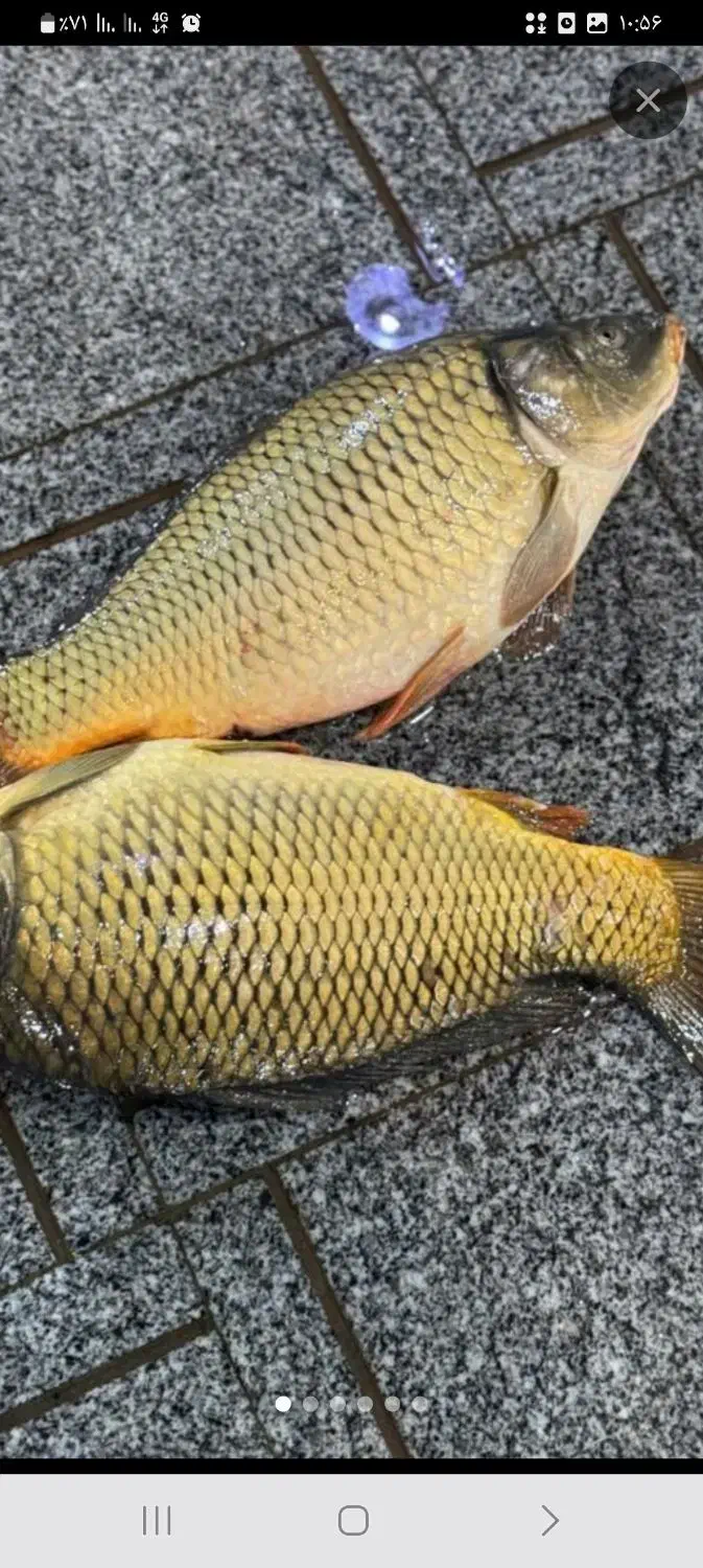 بچه ماهی کپور|ماهی|کوثر, |دیوار