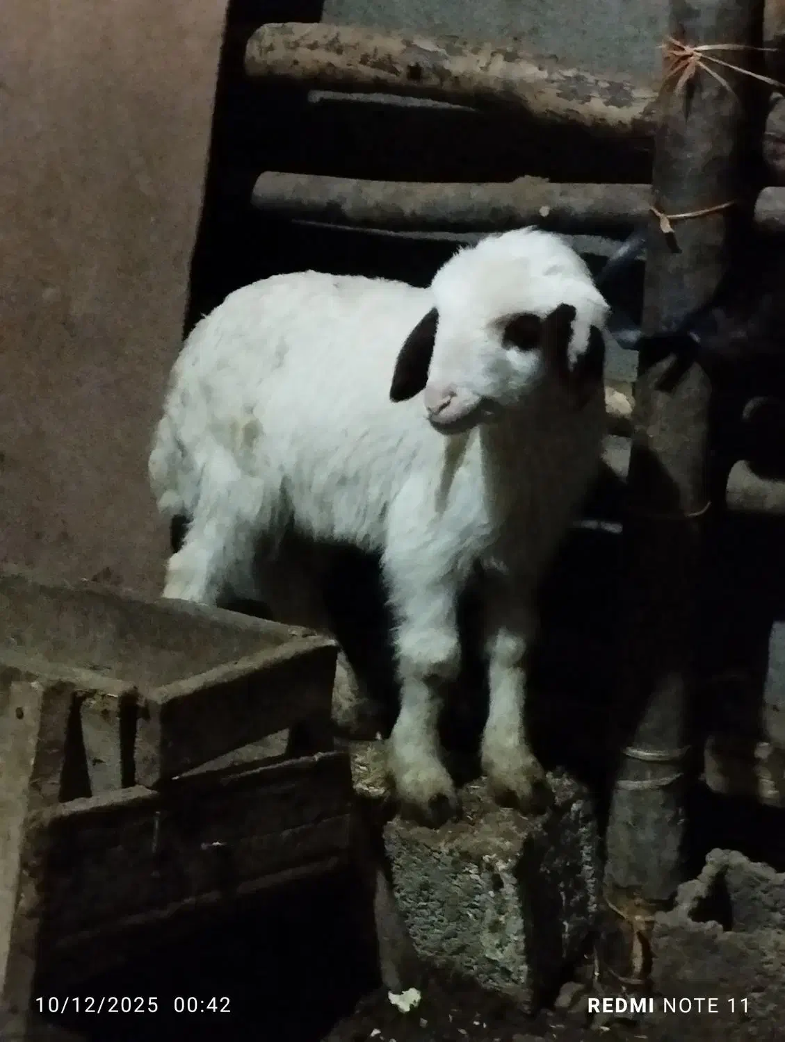 ن نر بره سالم|حیوانات مزرعه|سرخنکلاته, |دیوار