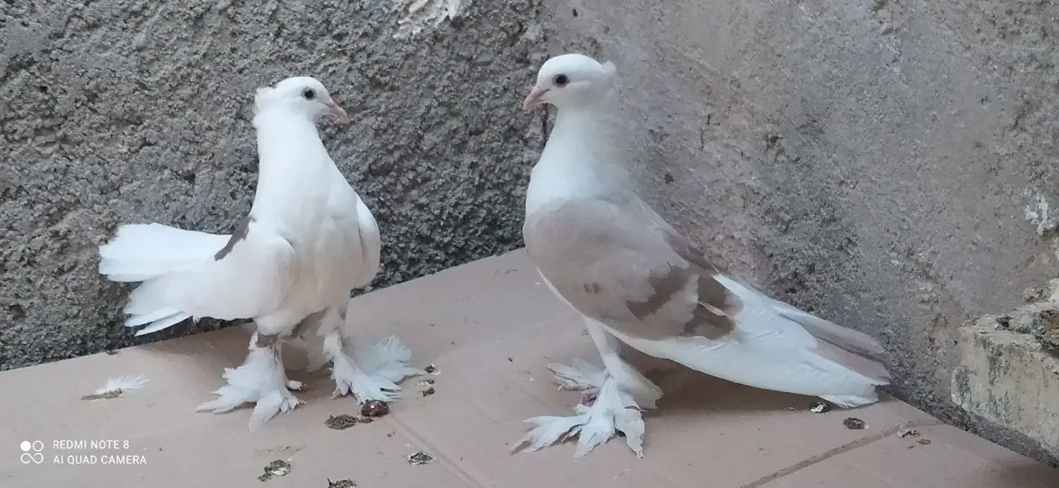 کبوتر قشنگ|پرنده|خورموج, |دیوار