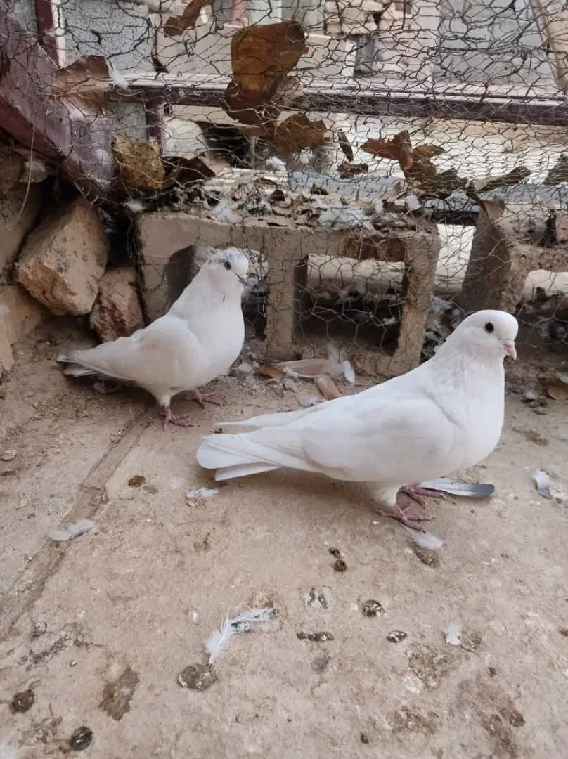 کبوتر|پرنده|فرخشهر, |دیوار