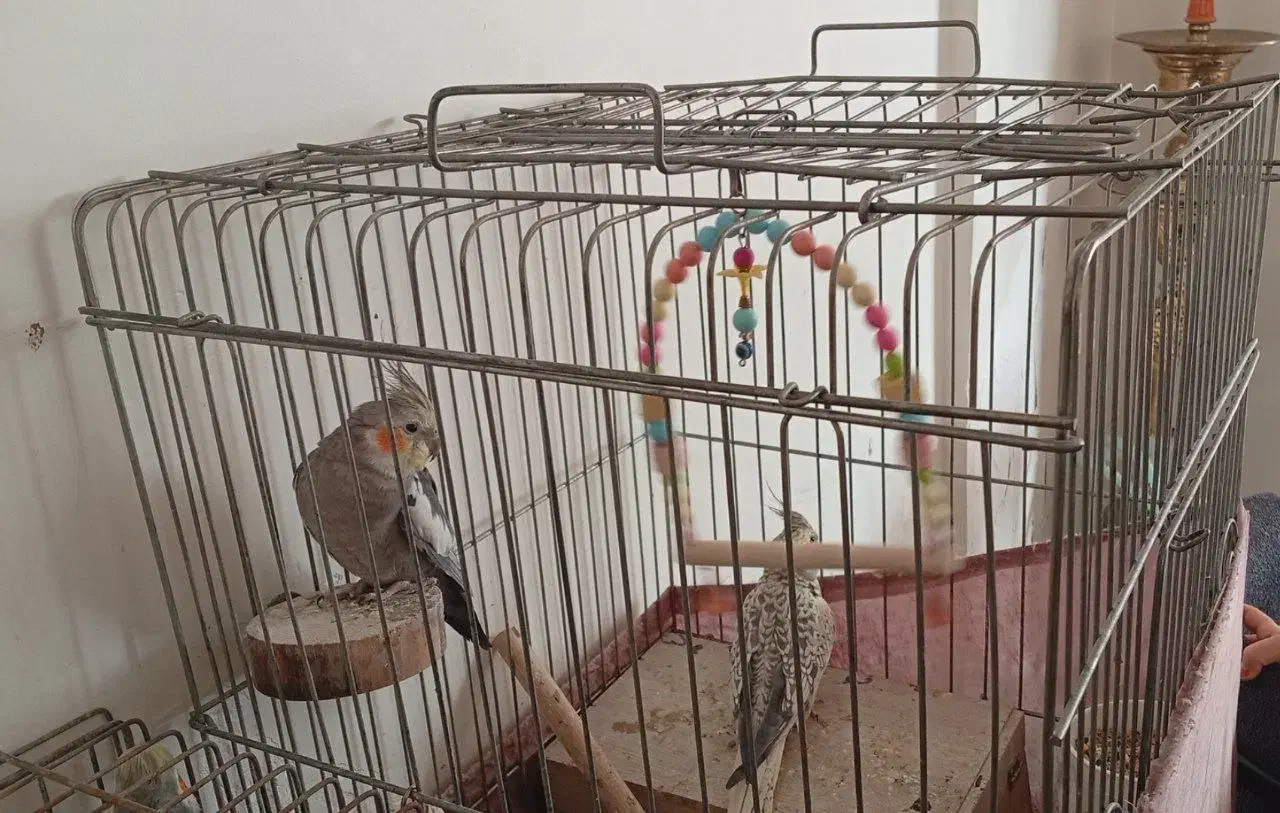 عروس هلندی|پرنده|تهران, آهنگران (سراسیاب دولاب)|دیوار