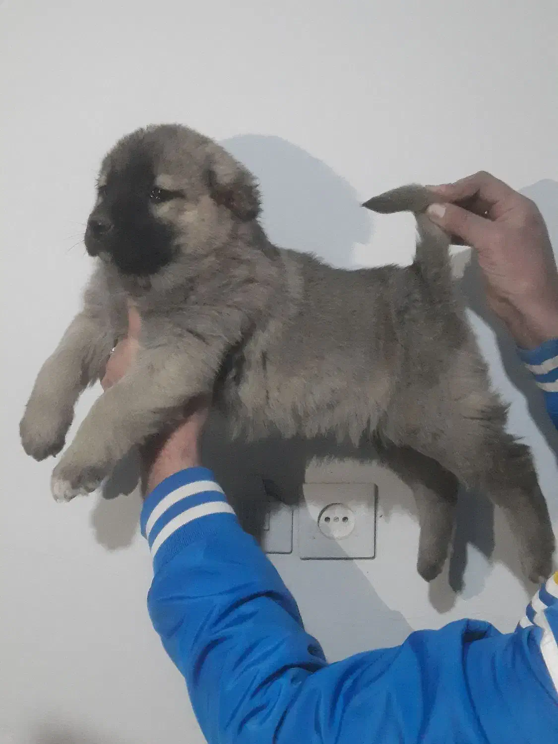 یه جفت توله سرابی نرو ماده|سگ|تهران, امام زاده عبدالله|دیوار