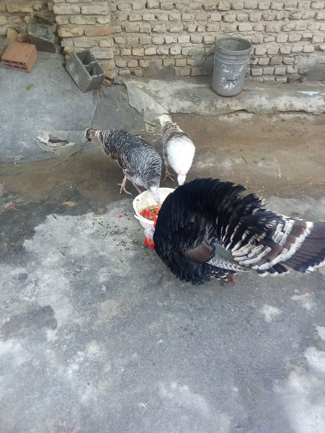 بقلمون‌ یک نر دوتا ماده بزرگ|حیوانات مزرعه|گرگان, |دیوار