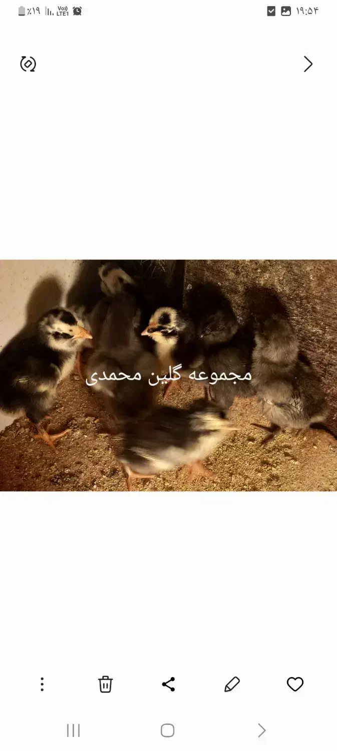 تخم مرغ نطفه دار گلین|حیوانات مزرعه|شاهین‌شهر, خانه کارگر|دیوار