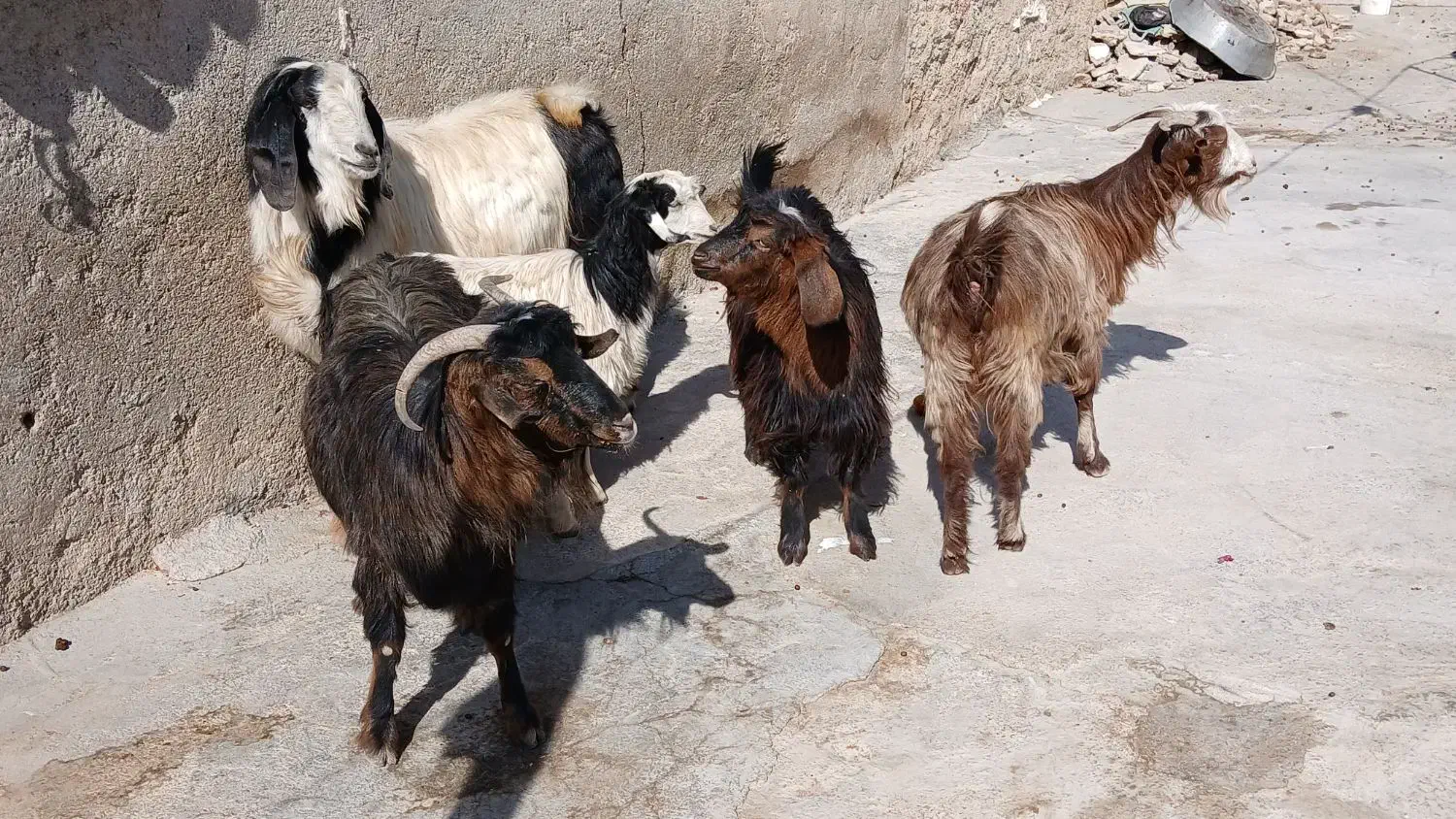 بز بزغاله بز ماده ساورین|حیوانات مزرعه|دالاهو, |دیوار