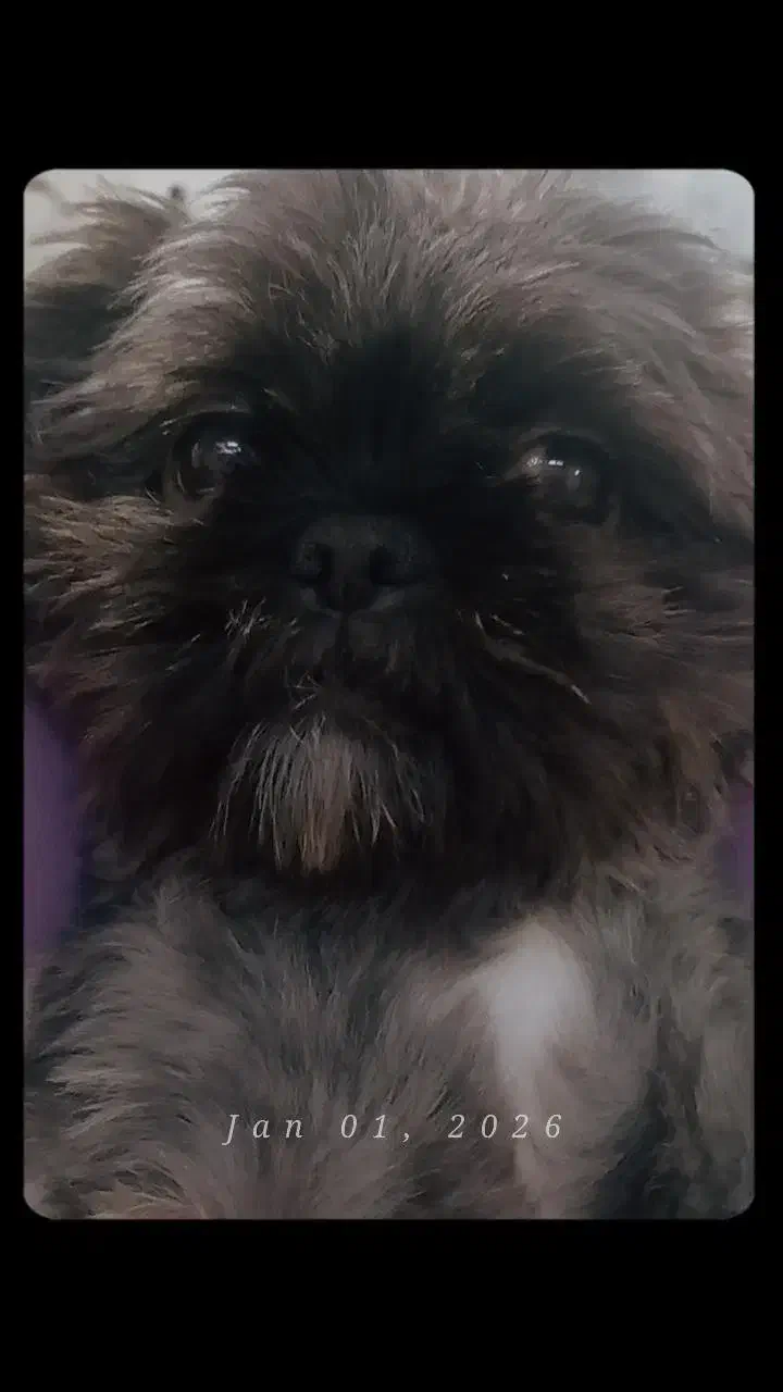 سگ شیتزو فلت ماده|سگ|مشهد, امام خمینی|دیوار